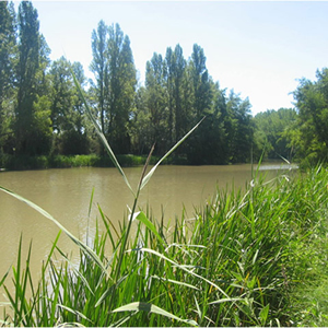 Ribera de un río con vegetación
